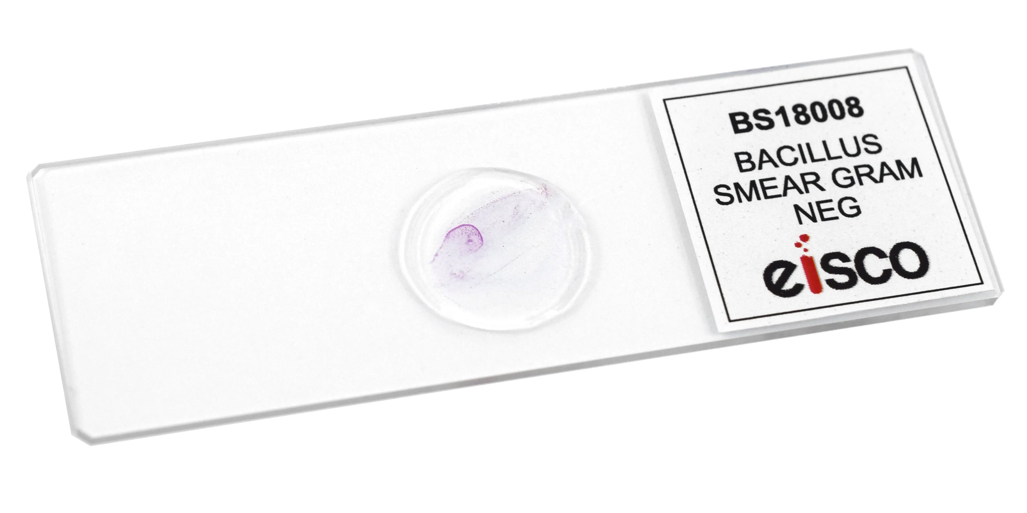 Bacillus Smear, Gram-Negative - Prepared Microscope Slide - 75x25mm